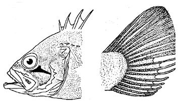 Helicolenus dactylopterus_claves.jpg